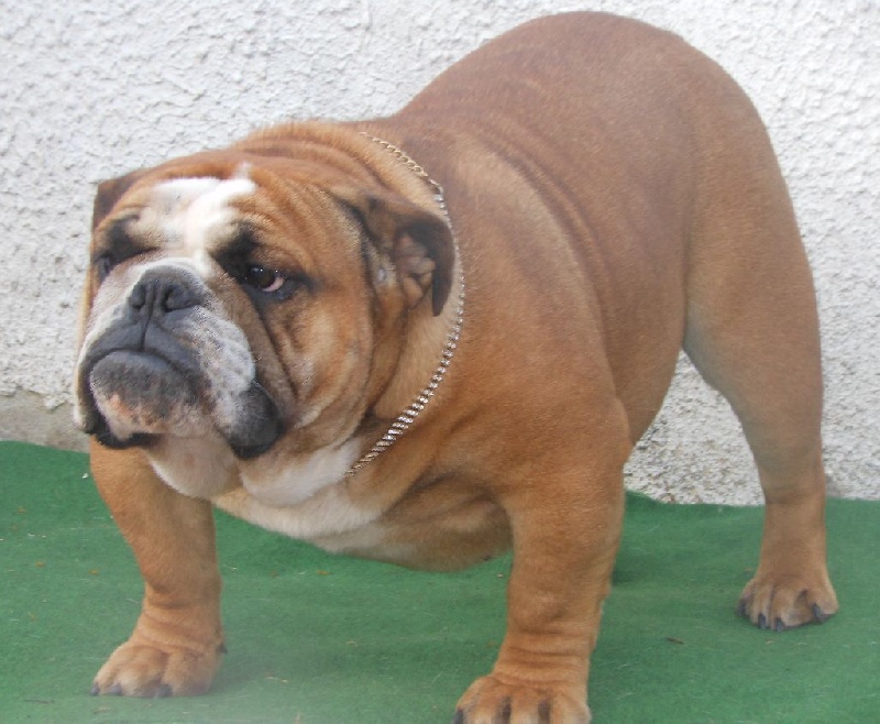 breeder's cup Ixtreme model look ( yummy )