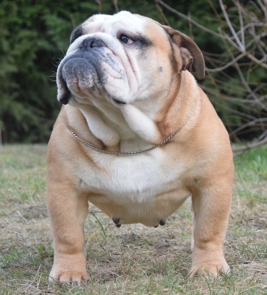 breeder's cup Ixentric lady gaga ( rosy )