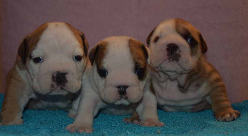 breeder's cup - Bulldog Anglais - Portée née le 27/10/2017